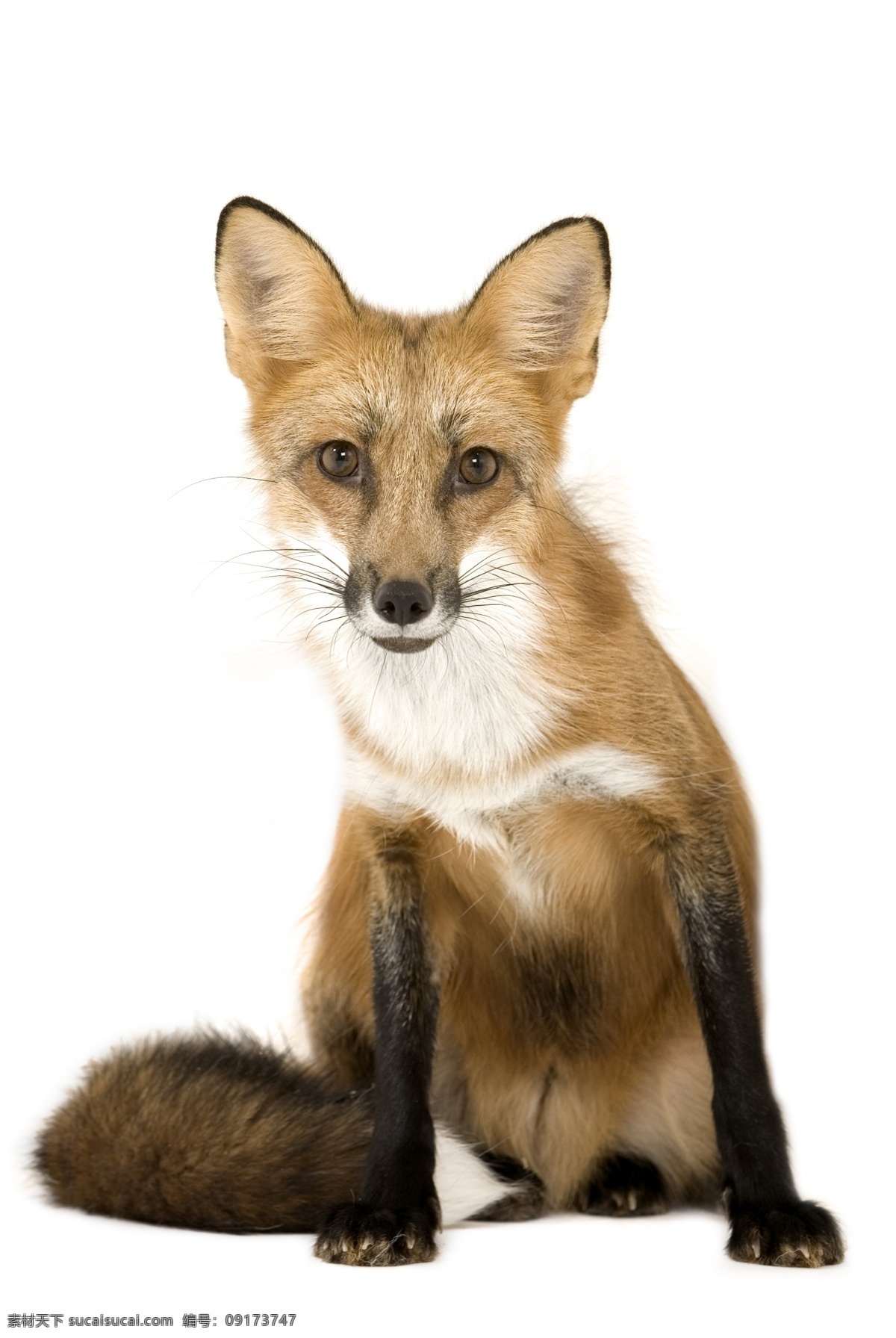 红狐狸 狐狸 狐 野生动物 保护动物 尾巴 狐狸毛 野生 动物 生物世界