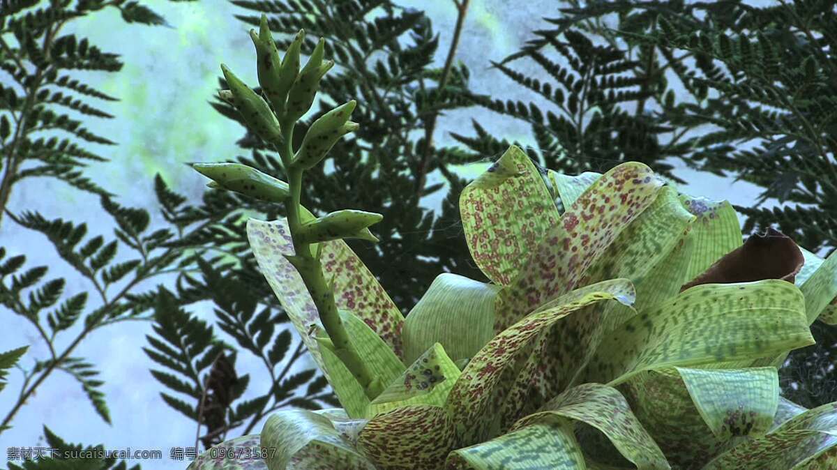 毛伊岛 发现 凤梨 科 植物 蕨类植物 股票 视频 花卉 热带雨林 夏威夷 自然 异国 风情 热带 凤梨科植物 红色 绿色 凤梨科植物绿 丛林 热带蕨类植物