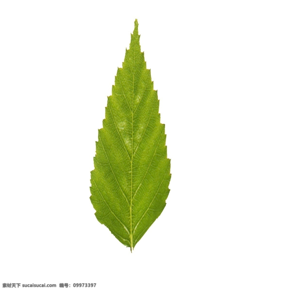 绿色 叶子 免 抠 图 新鲜植物 绿色植物 绿色生态 卡通叶子 绿色枝叶 一片叶子 绿色的叶子 免抠图