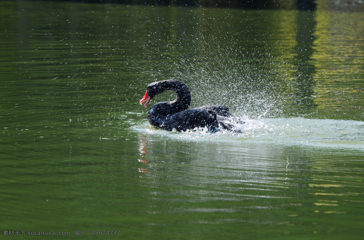戏水的黑天鹅 黑天鹅 戏水 天鹅 黑色 厦门大学 生物世界 鸟类 绿色