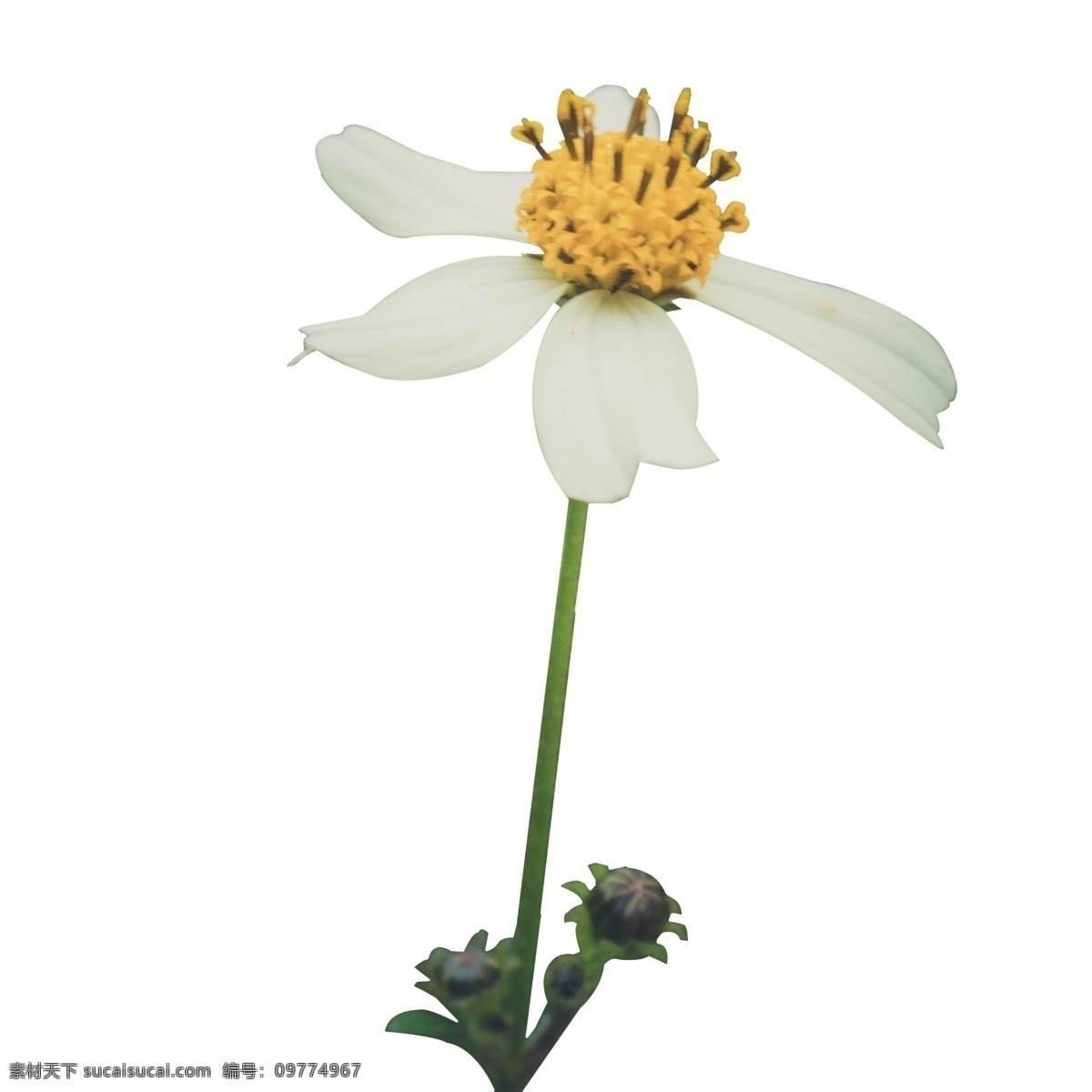 实拍 公园 白色 花 白色花 实拍白色花 花白色 花园 春暖花开 鲜花盛开 春天花开