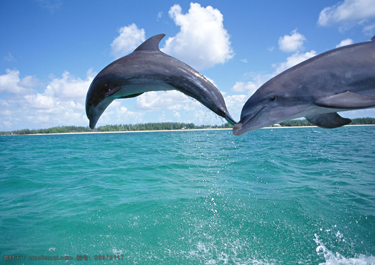 海洋上的海豚 动物世界 生物世界 海底生物 海洋生物 野生动物 大海 海豚 水中生物 青色 天蓝色