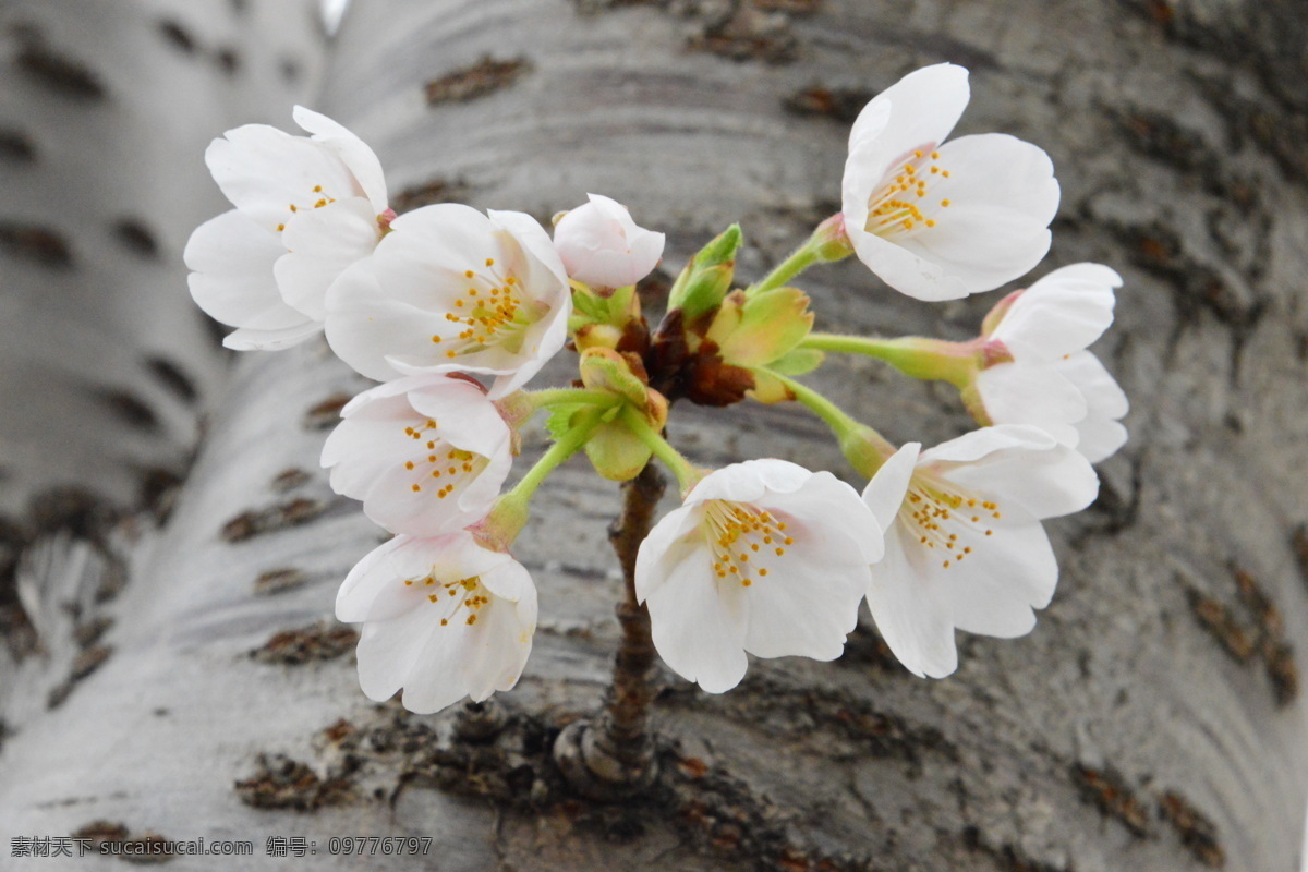 樱花 满园春色 花枝 玉渊潭樱花节 玉渊潭春色 树干 花朵 春色 花卉 花儿 花骨朵 花草 树枝 枝叶 园林景观 绿化景观 生物世界