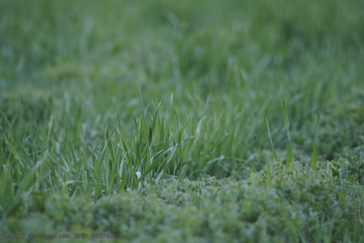 绿色麦地 麦芽 春意 小草 绿地 绿油油一片 植物近景 自然景观 田园风光 绿色