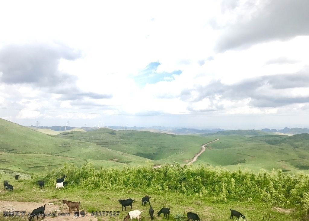 草原的羊群 草原 羊群 草场 羊 山羊 草原风光 自然景观 山水风景