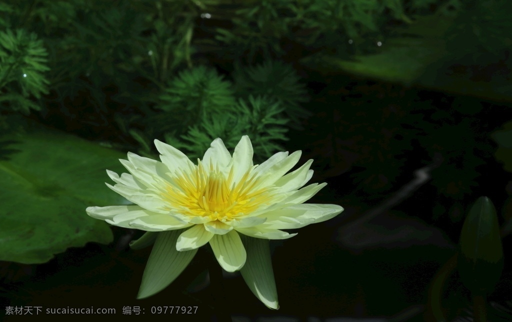 荷塘睡莲花 荷塘睡莲 睡莲 荷塘 子午莲 倒影 睡莲特写 花儿 花朵 花卉 水芹莲 荷花 植物 花草 荷叶 湖水 绿叶 荷花荷叶荷塘 生物世界