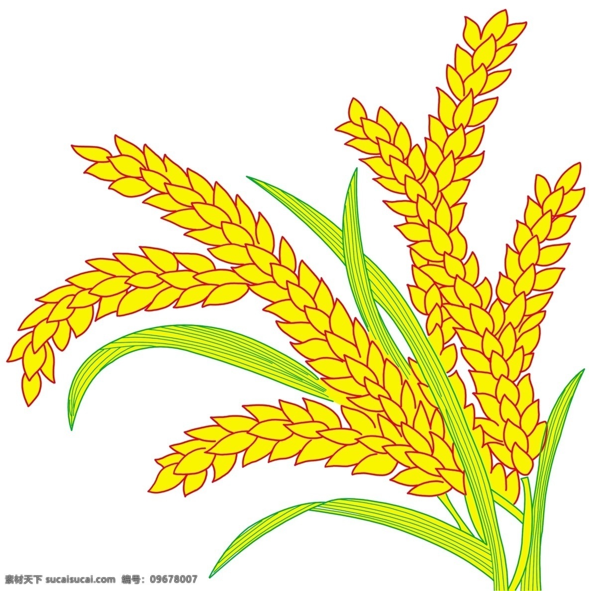 麦穗 食物 实物 农作物 分层