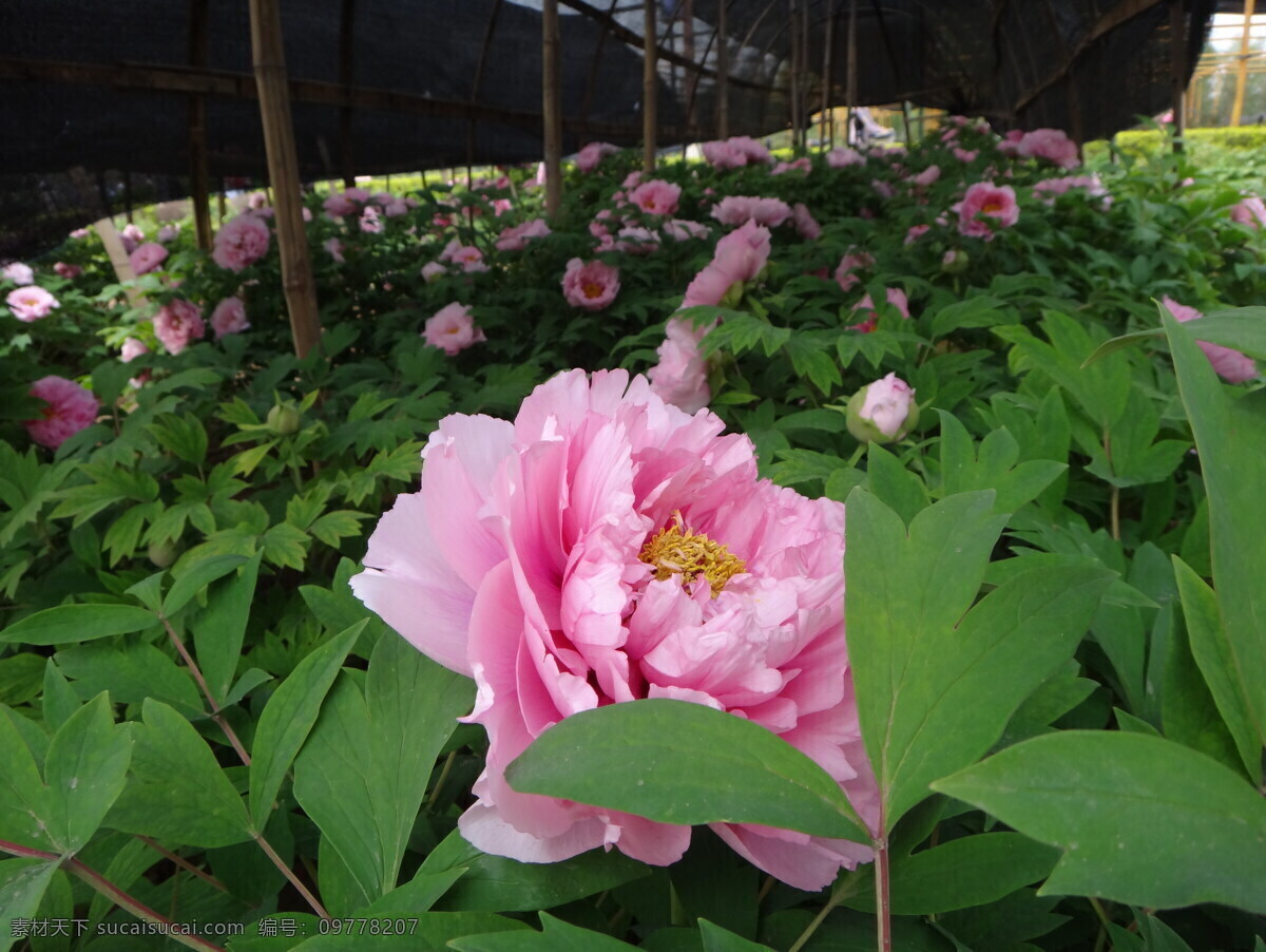 牡丹 大花 花朵 花草 鲜花 花 绿叶 鲜艳 艳丽 生物世界