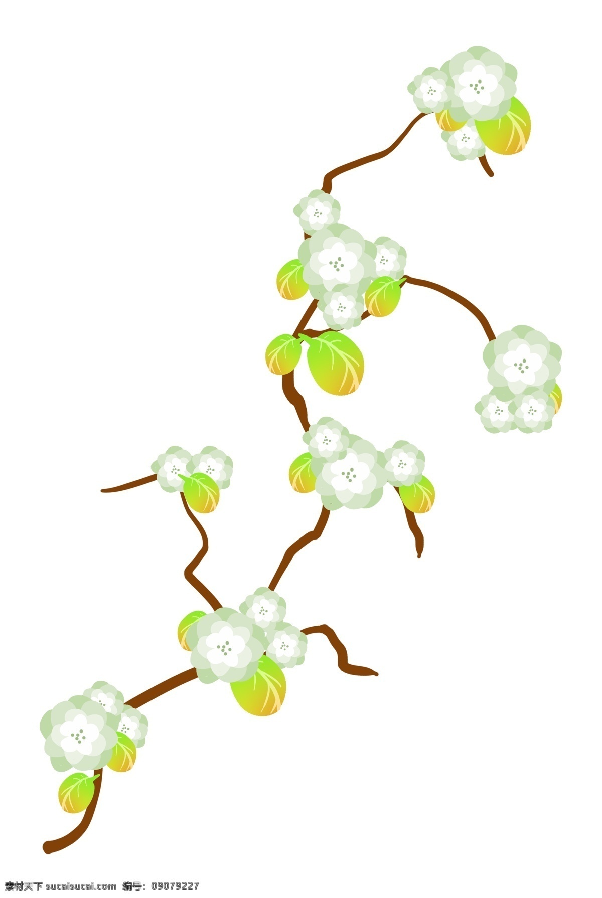 白色 花 藤 卡通 插画 白色的花藤 卡通插画 花藤插画 花藤 花朵 鲜花 花枝 花束 绽放的鲜花