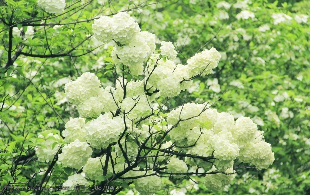 白绣球花 白色 绣球花 植物 自然风景 花卉 花花草草 生物世界 花草