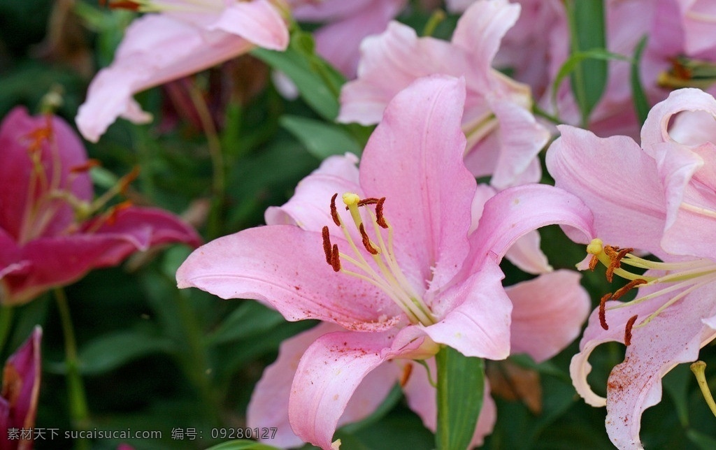 百合 百合花 粉红色 粉色 鲜花 花朵 花蕊 高清大图 高清花朵 花草 生物世界