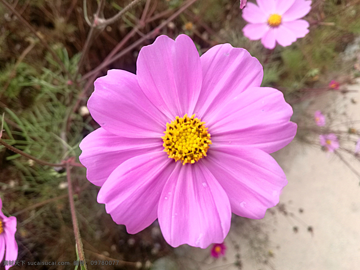 波斯菊 鲜花 花 植物 菊花 开花 菊科 花草 生物世界