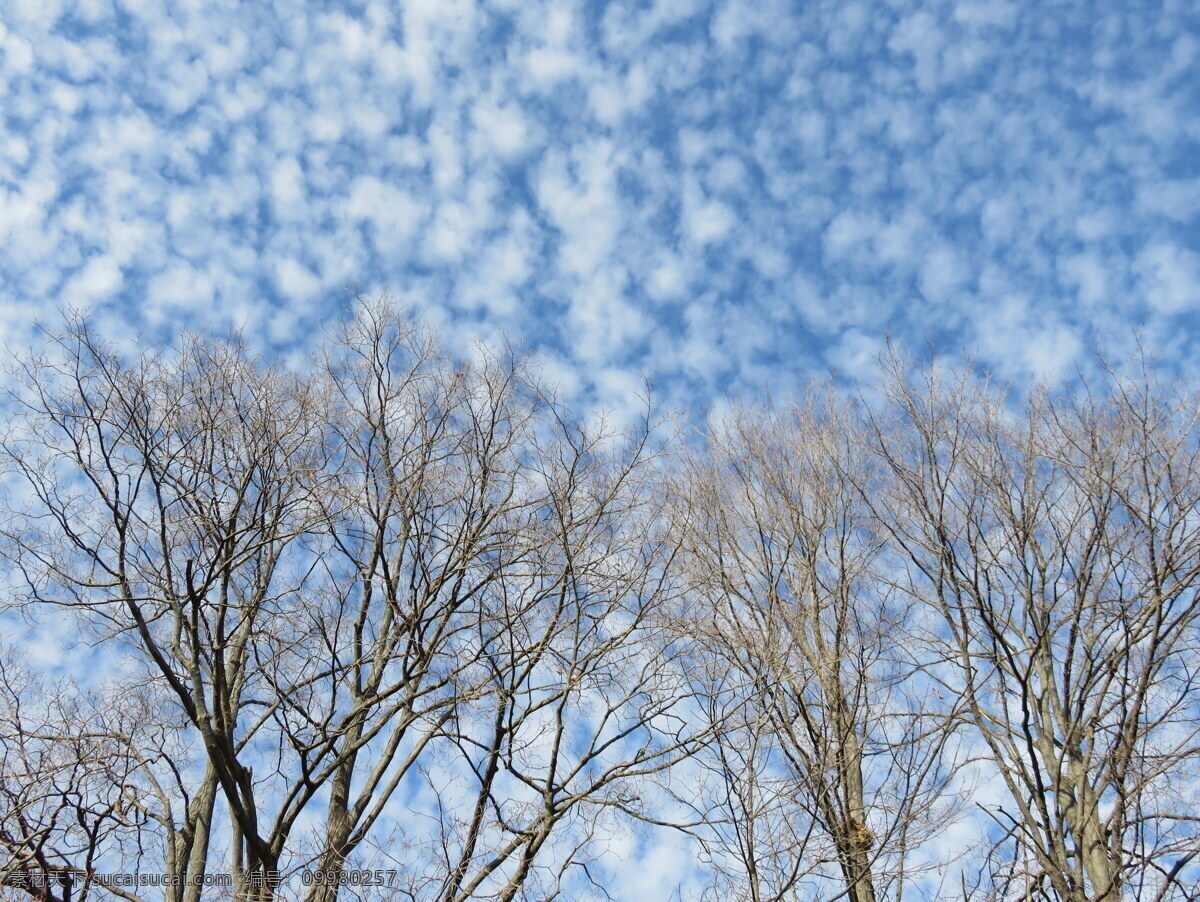 高清 蓝天 白云 树木 天空 蓝天白云 树枝