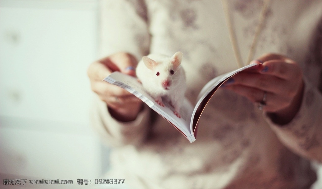 书本上的仓鼠 小仓鼠 书本仓鼠 白色仓鼠 可爱仓鼠 捧着 生物世界 家禽家畜