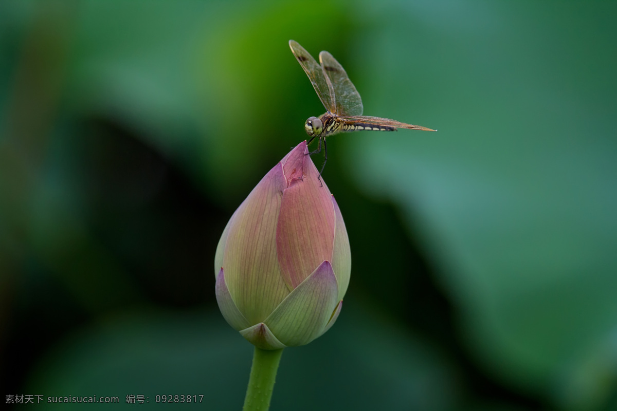 蜻蜓 荷花 昆虫 生物世界 微距 夏日 微距摄影