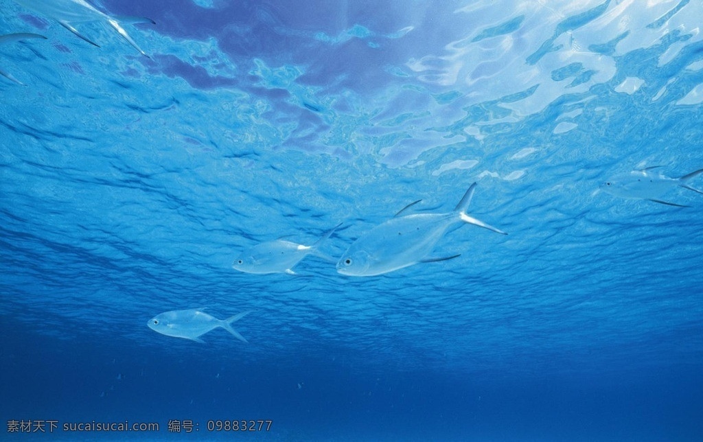 深海浅水鱼 鱼 海洋 水波 海底鱼类 海底摄影 鱼类摄影 鱼类 生物世界