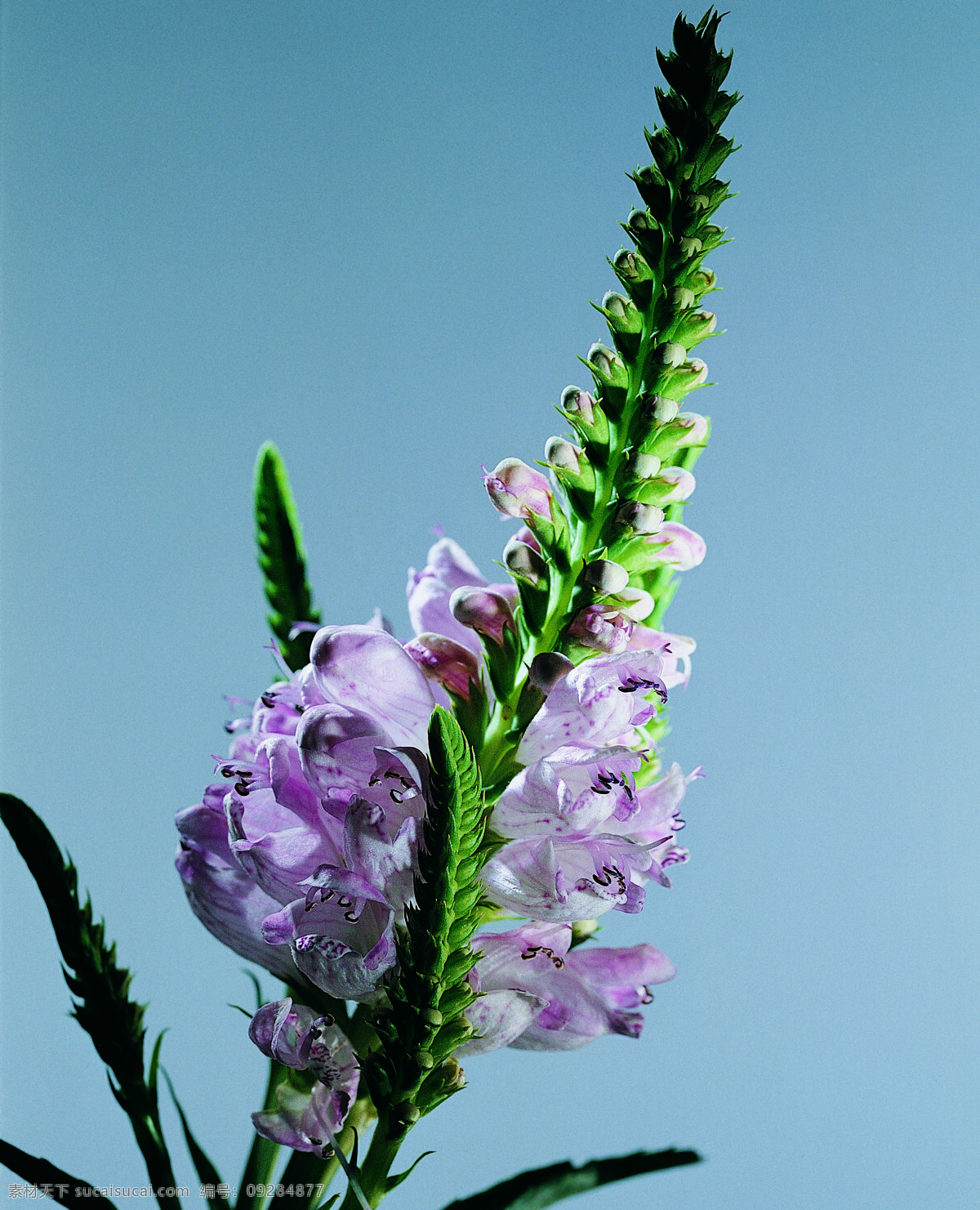 花 姿 花颜 百花世界 花瓣 花草 花朵 花蕊 全球 首席 大百科 一束花 花姿花颜花 生物世界