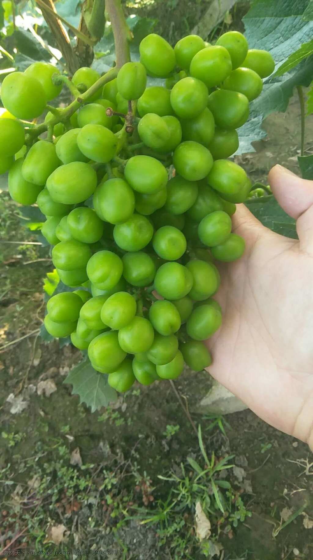 阳光玫瑰 绿葡萄 幼果阳光玫瑰 葡萄背景图 水果 自然景观 田园风光