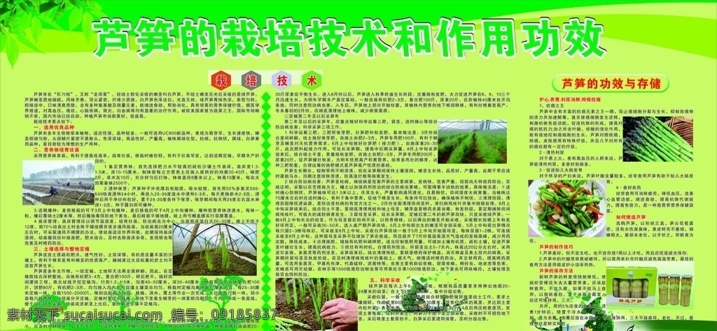 芦笋种植 芦笋 种植 栽培 技术 功效 展板 展架 海报制度