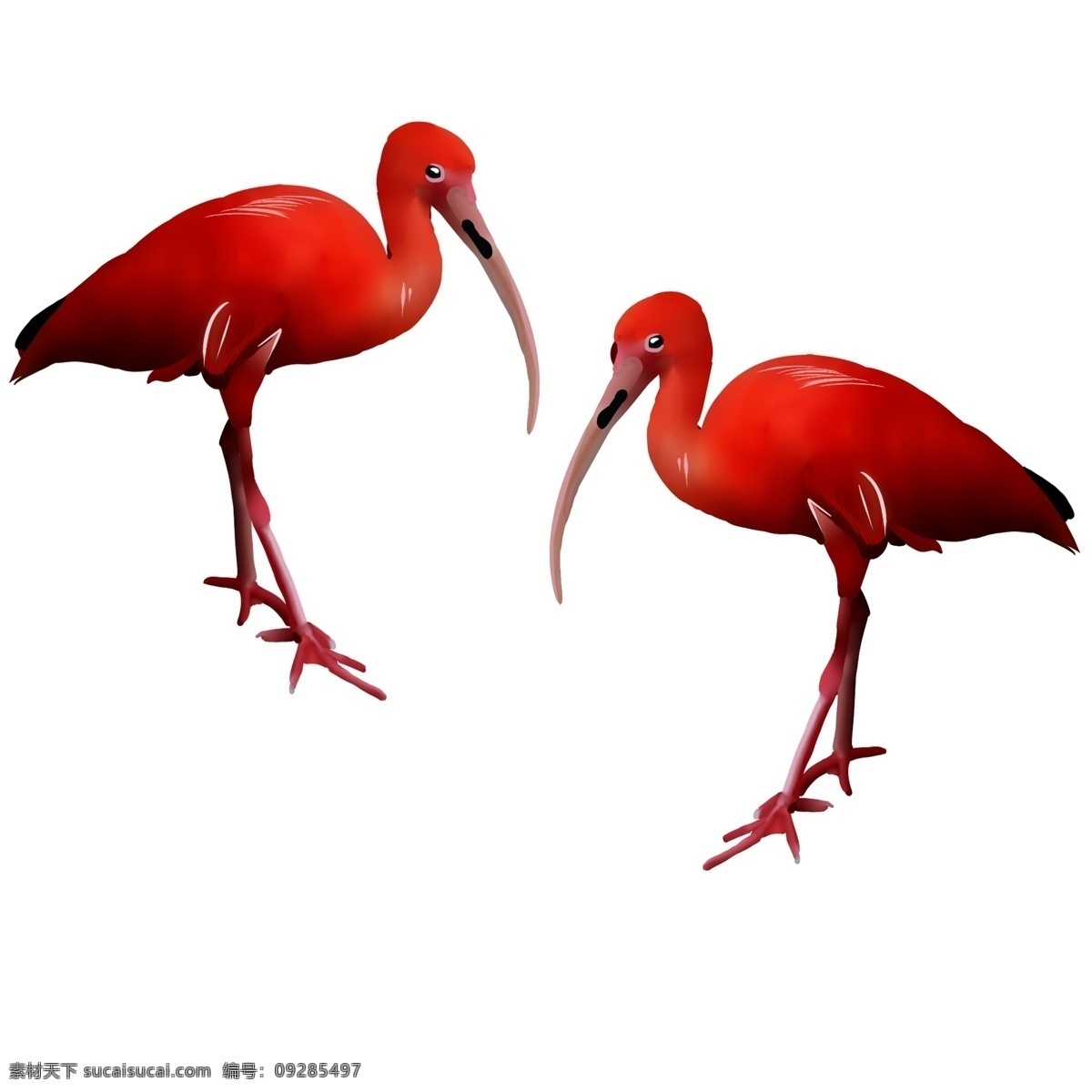 手绘 爱情 小鸟 插画 漂亮的小鸟 卡通插画 手绘爱情插画 恩爱的动物 红色的小鸟 长长的嘴巴