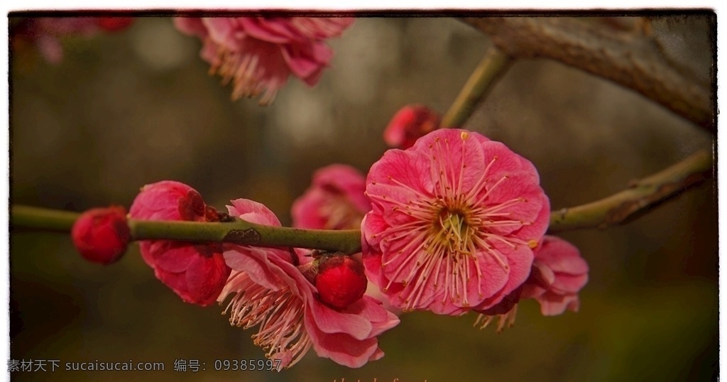 腊梅花 春 花 花朵 鲜艳 美 花草 腊梅 生物世界