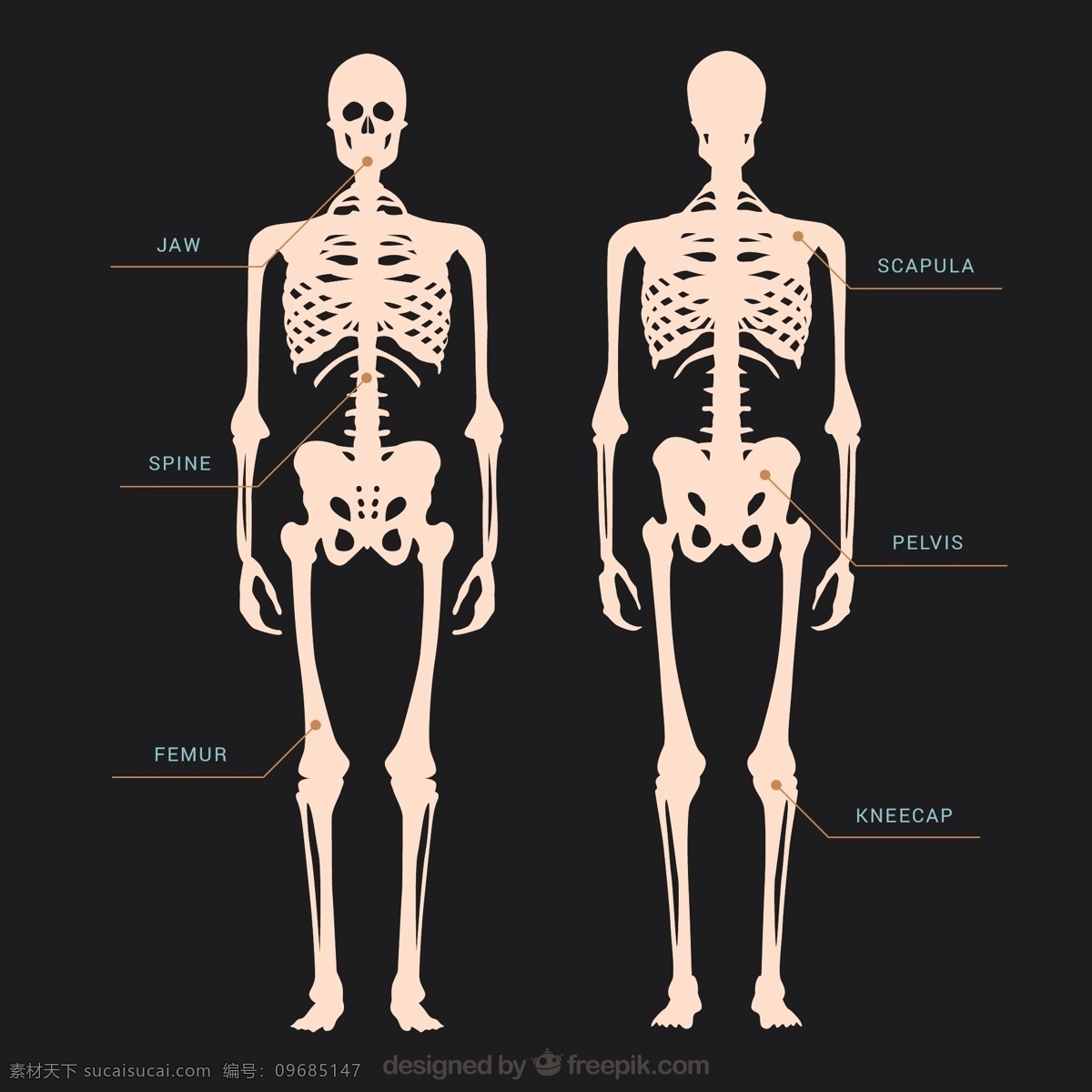 骨架图 人 插图 骨 人体骨架 系统 骨骼 膝盖 下巴 股骨 髌骨 黑色