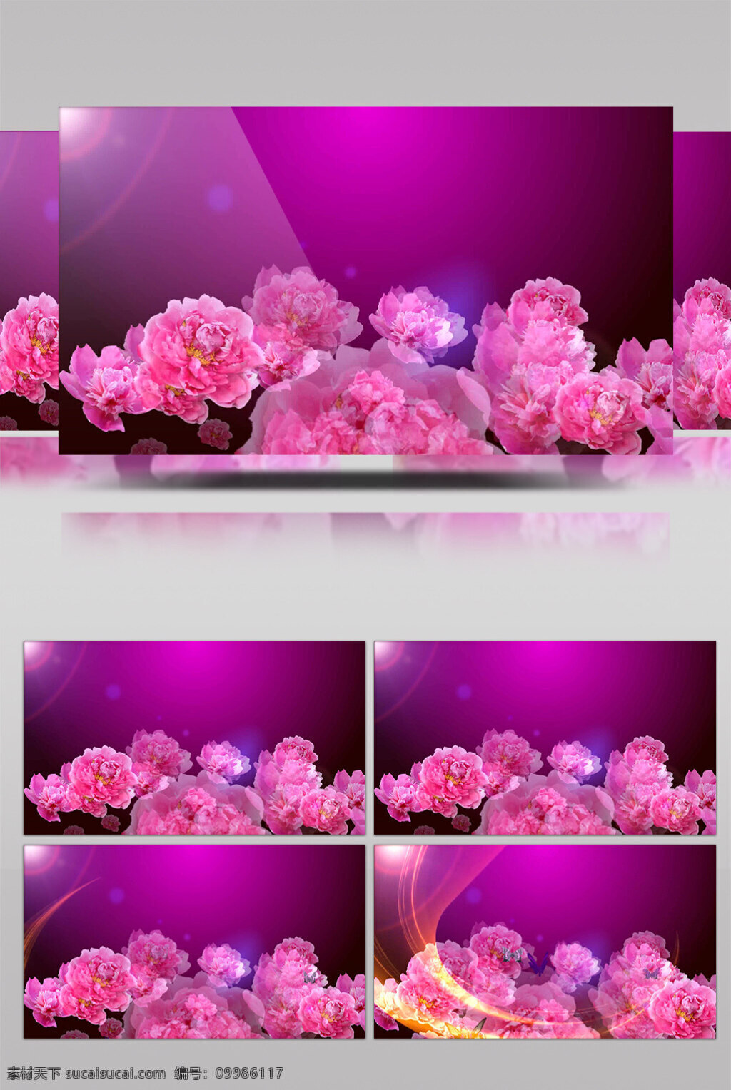 粉红 花朵 视频 粉红花朵 花朵绽开 花朵开放 美丽景色 美景动态背景 高质量 背景 好看背景素材