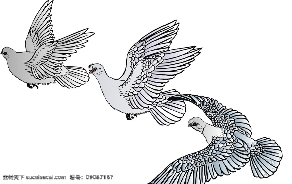 鸽子 矢量图 插画 鸟类 中国画