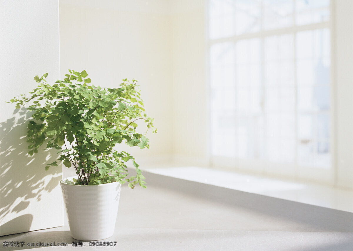 室内 绿色植物 盆栽 现代风格 室内设计 装饰 窗台 窗户 绿叶 植物 生命 盆景 图像 相片 照片 照相 高清大图 建筑设计 环境家居