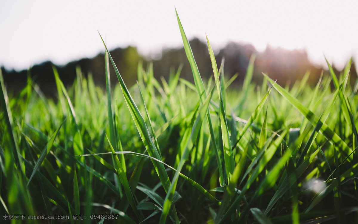 草地 草皮 草垫 阳光 天空 意境 美 美丽 唯美 生物世界 花草