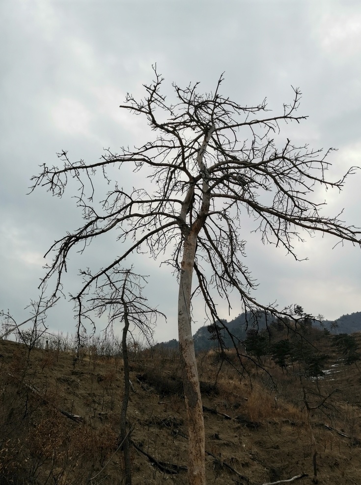 松树 一棵松 山顶 山脉 山峰 高山 天空 蓝天 白云 自然 树木 森林 绿色 王 厂 沟 棒 锤 崖 风景 一角 自然景观 自然风景