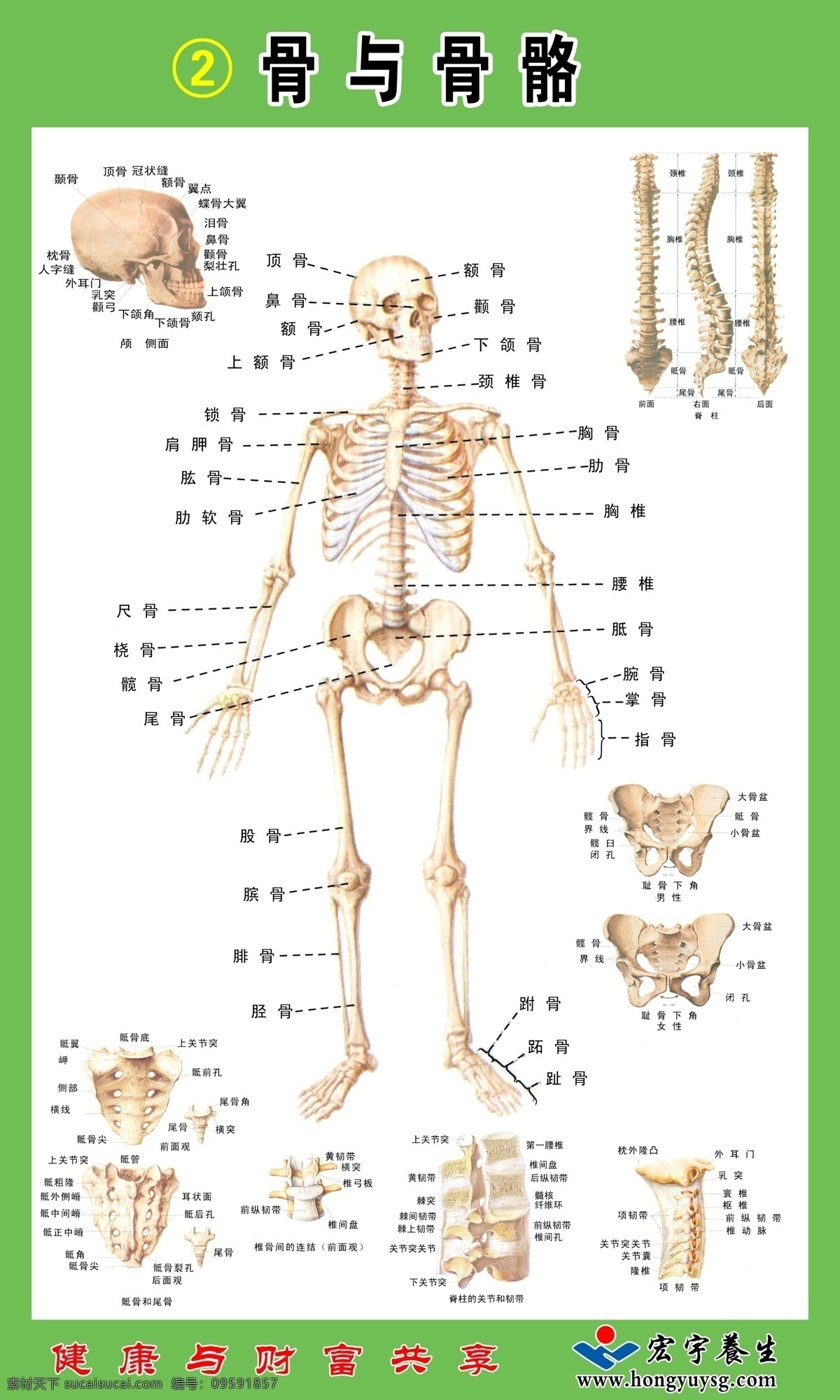 骨与骨骼 人体 儿童 人体结构 内分泌 内脏 图 医学 研究 生理 索材 psd素材 我的喜爱 源文件库 分层