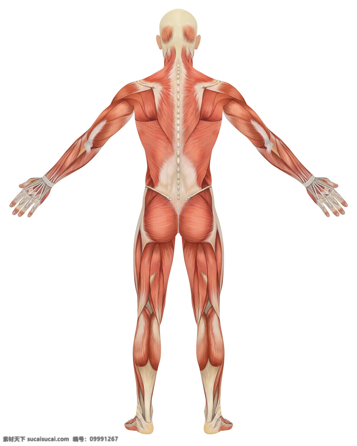 男性 背部 肌肉 组织 背面 人体肌肉 肌肉组织 人体肌肉器官 肌肉结构 人体解剖 医疗护理 现代科技