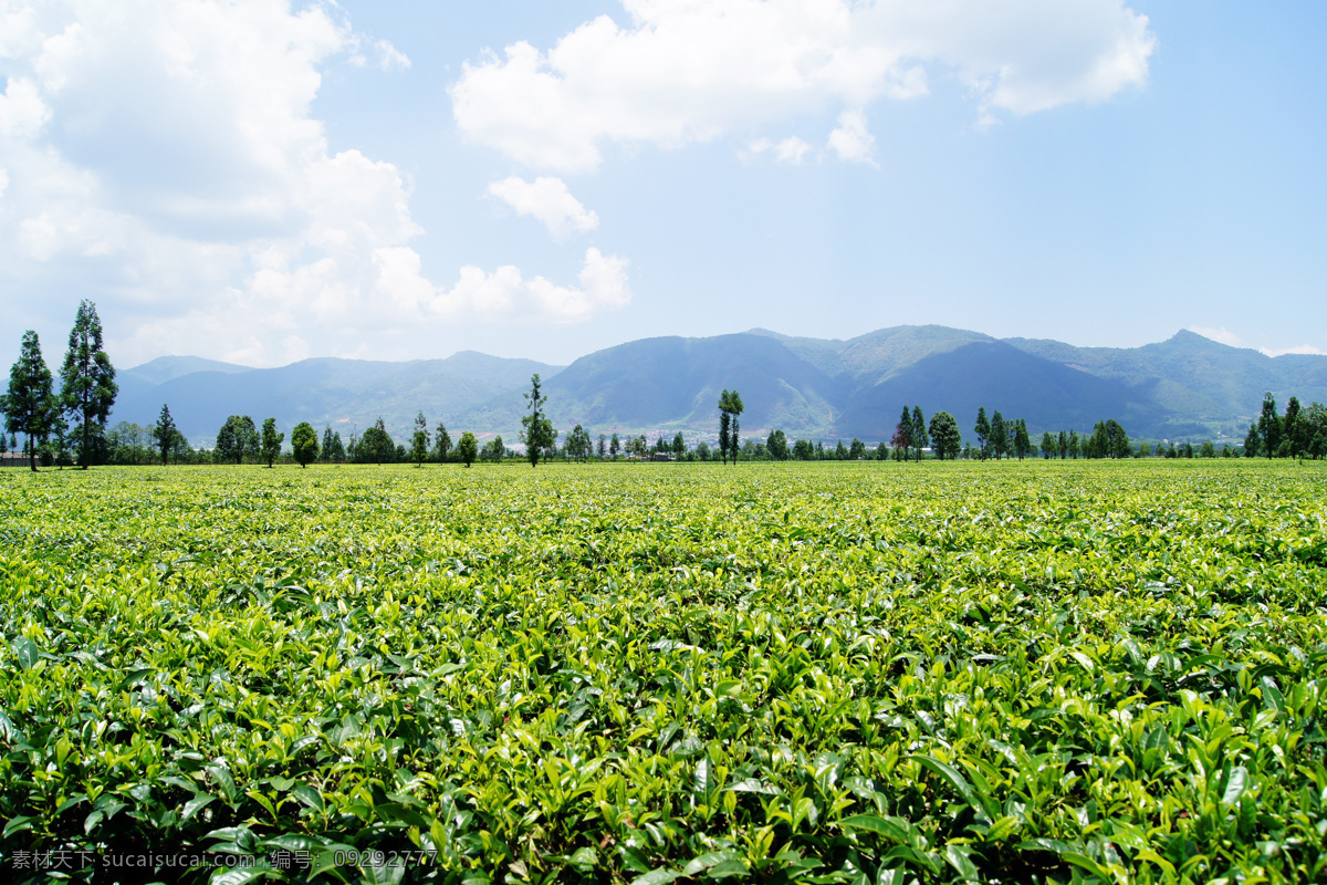 茶叶 茶园 茶树 自然 绿色 普洱茶 云南 临沧 生态 自然景观 田园风光