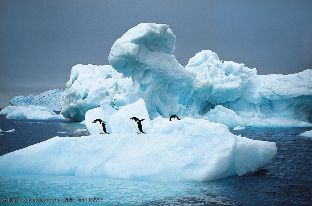 企鹅 qq 可爱 憨厚 北极 寒冷 南极 雪地 冰雪 冰山 蓝天 白云 北极动物摄影 企鹅特写图片 野生动物 生物世界