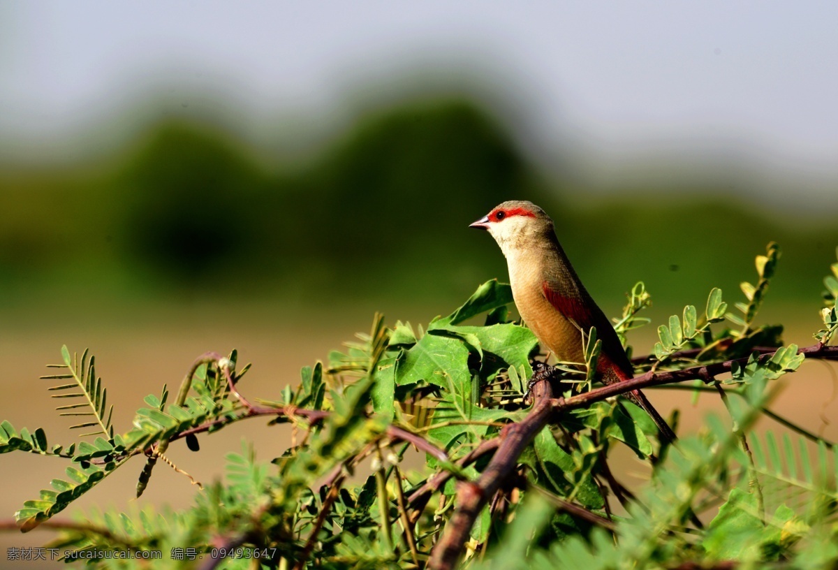 横斑梅花雀 非洲 苏丹 尼罗河 芒果园 鸟类