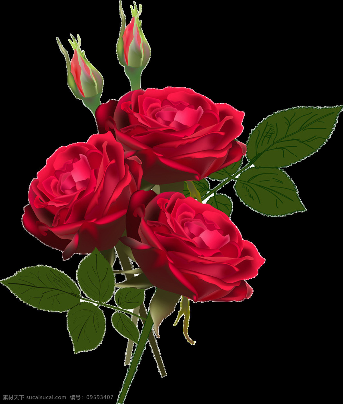 情人节 装饰 玫瑰花 七夕 情人 设计元素 装饰素材 红玫瑰 粉红玫瑰 花 广告素材 免扣素材
