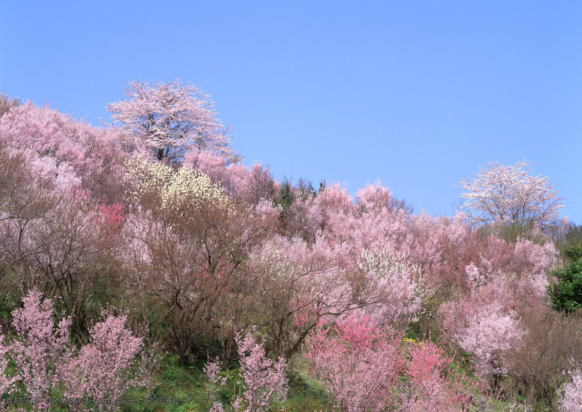 山上 开 满 花 树木 美丽风景 风光 景色 美景 开花的树木 自然景观 山水风景 四季风景 风景图片