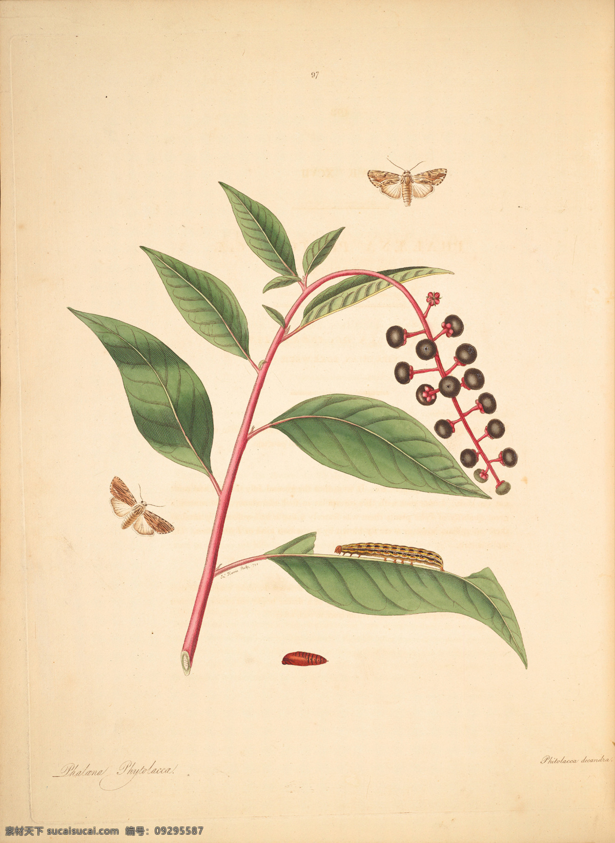 蝴蝶植物图谱 复古手绘 郁金香 图谱 植物图 插画 植物 叶子 玫瑰花 手绘兰花 植物图谱 装饰画 无框画 手绘插画 花卉 蝴蝶 鲜花 手绘花纹 精美花纹 兰花贴图 简洁 移门设计 彩色花朵 手绘设计 手绘花朵 花纹素材 生物世界 花草 植物园 复古手绘花卉