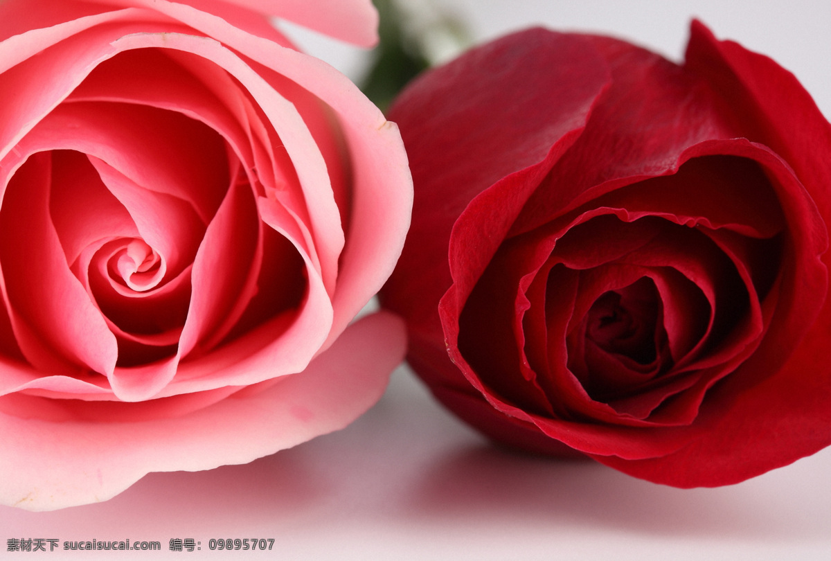 红玫瑰 粉 玫瑰 粉玫瑰 玫瑰花 美丽鲜花 漂亮花朵 花卉 鲜花摄影 花草树木 生物世界
