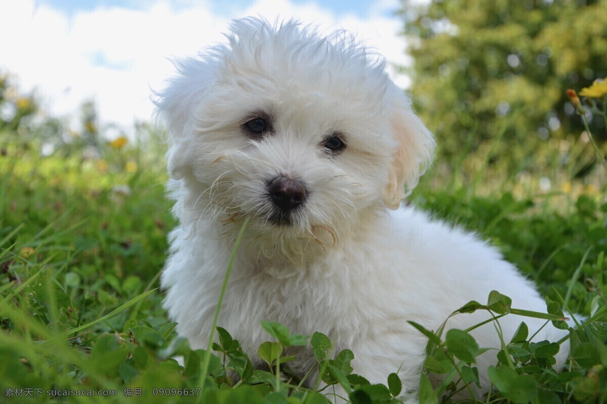 草地 上 白色 幼 犬 白色幼犬 草地上 小狗 白狗 生物世界 家禽家畜