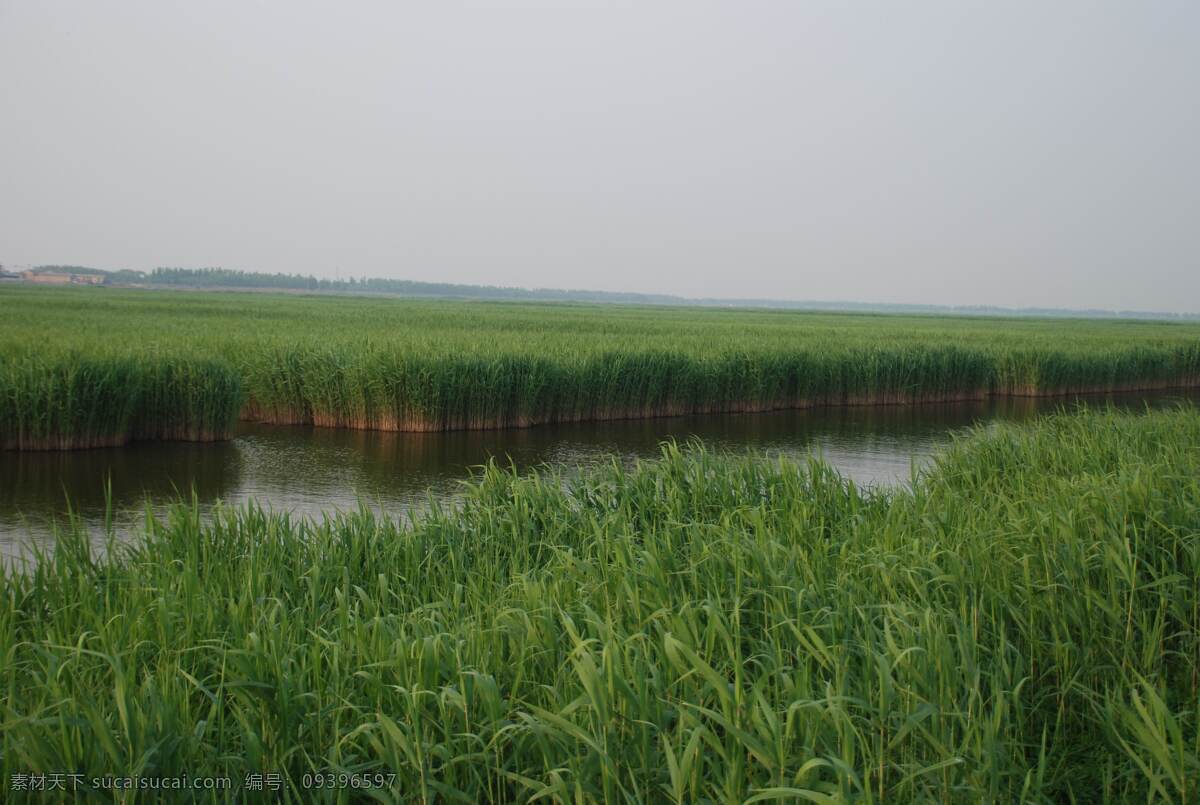 七里海芦苇荡 芦苇 七里海 天津 东丽 滨海 湿地 芦苇荡 旅游摄影 自然风景