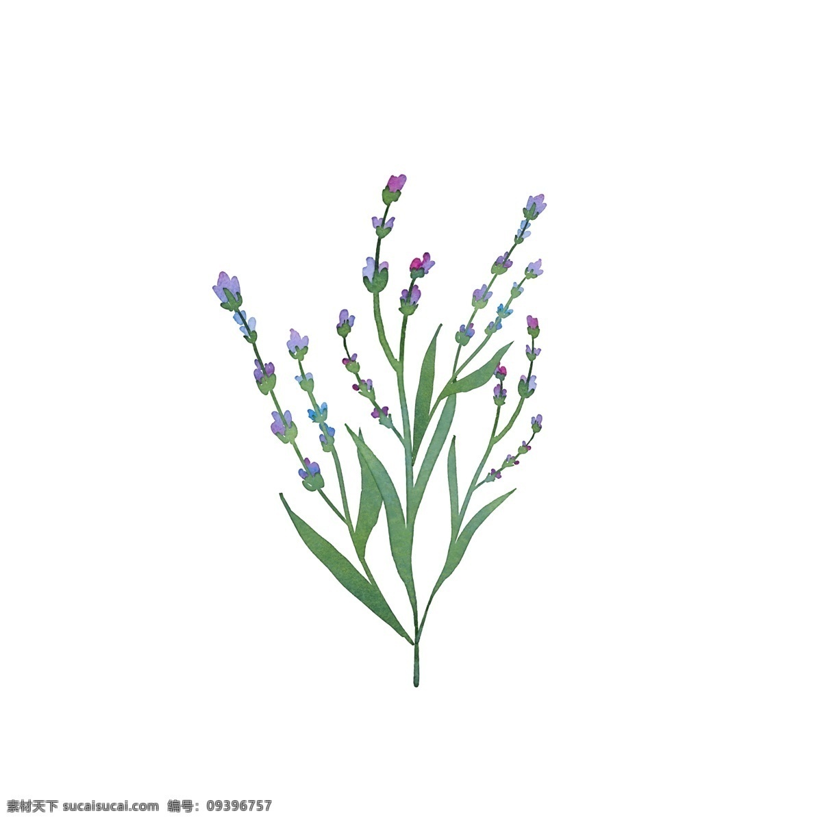 植物 花朵 紫色 小花 树枝 花香 迷人 叶子 花卉 漂亮 美丽 淡雅