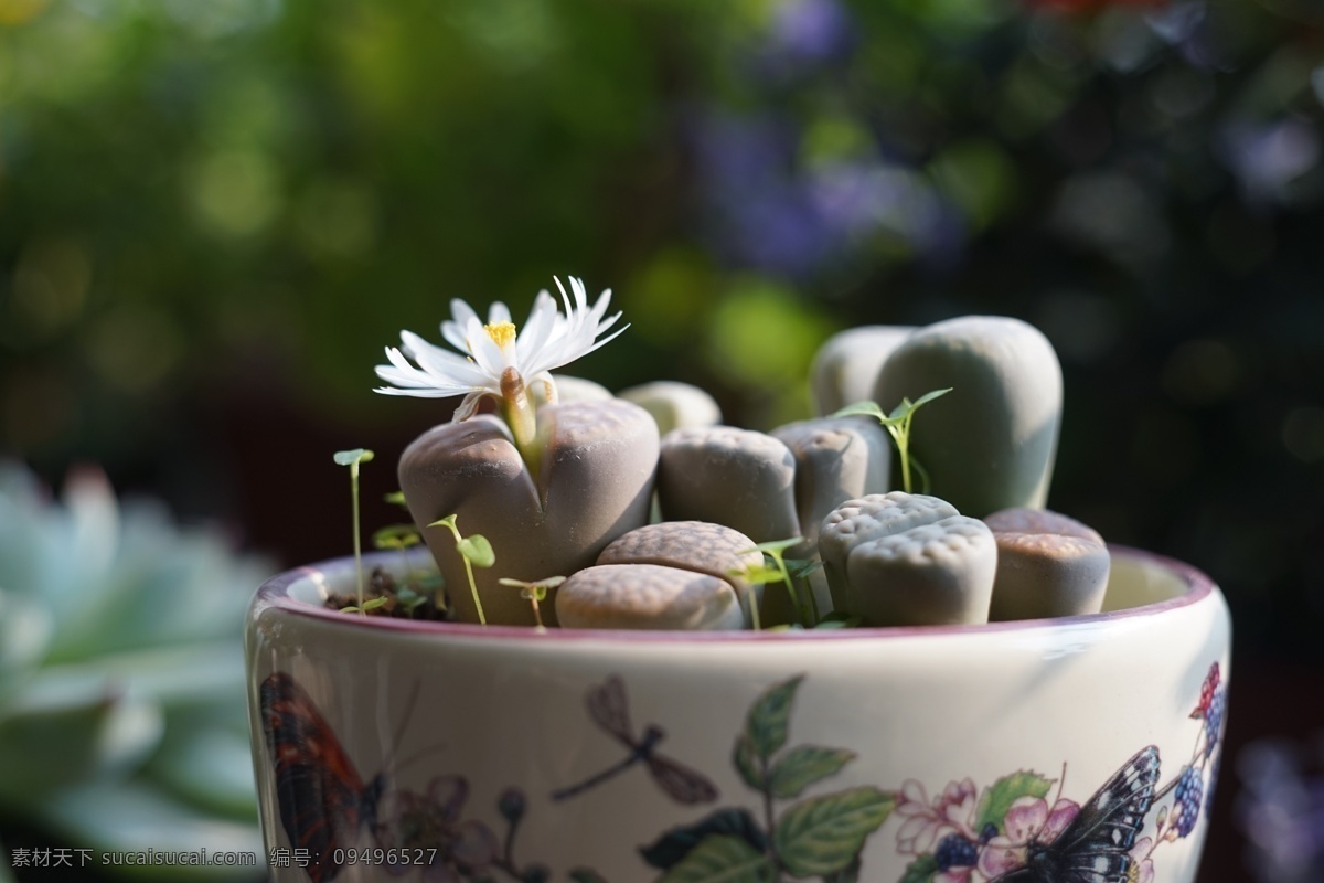 生石花盛放 多肉植物 自然 园艺 花卉 静物 生物世界 花草