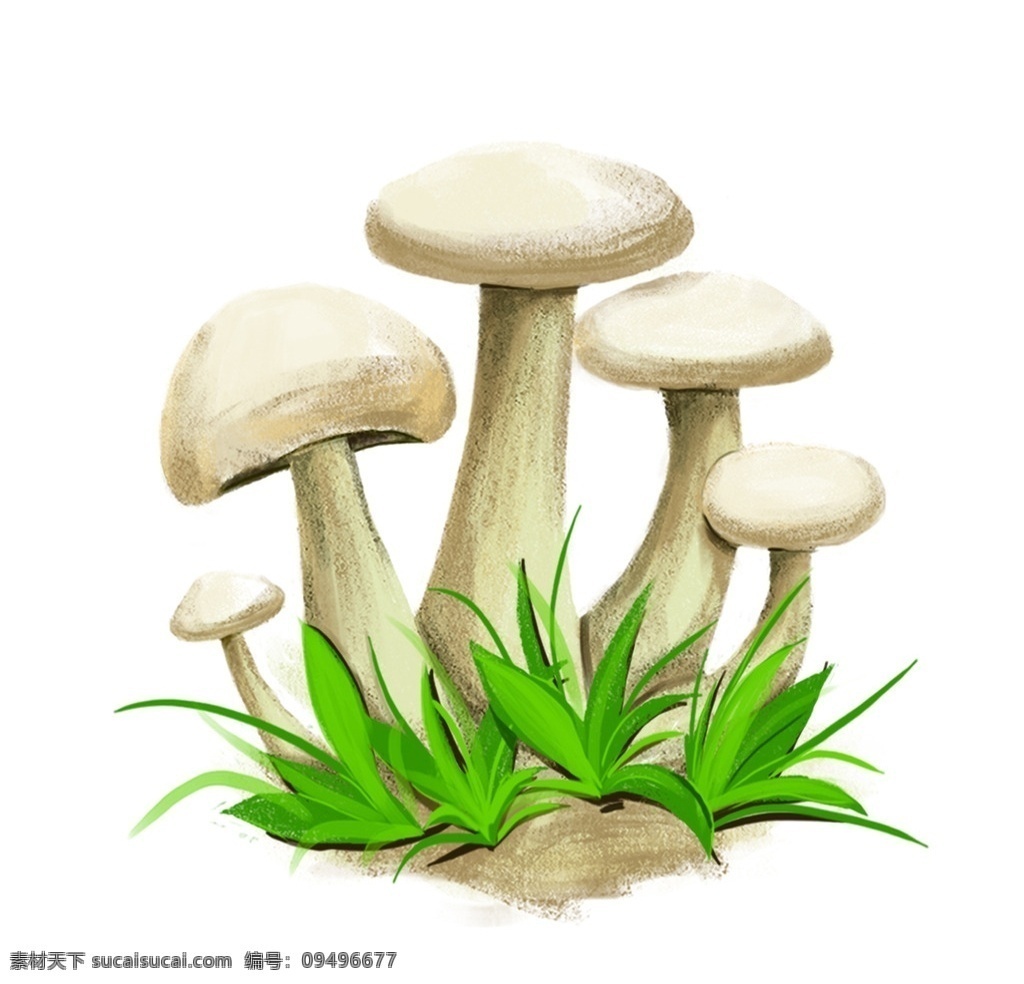 草原白蘑菇 蘑菇 白菇 草原 草原白蘑 绿色 分层