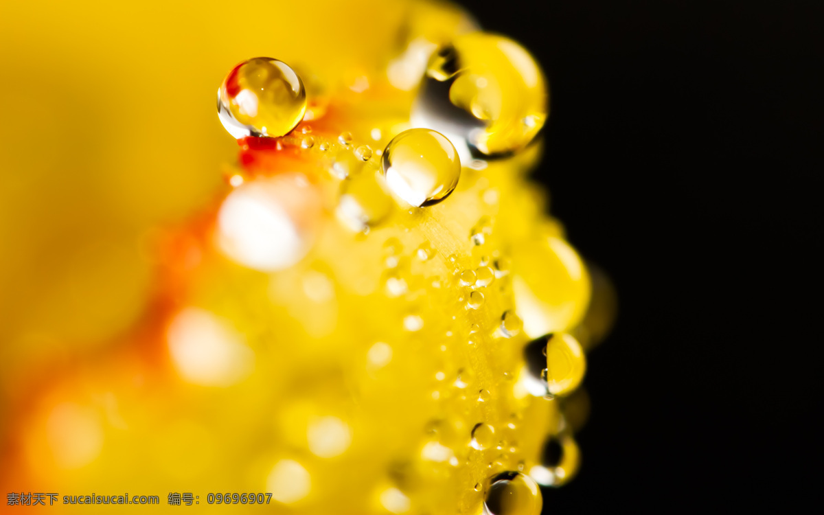 花草 花花草草 露水 露珠 生物世界 水滴 水滴水珠 水珠 水珠图片 漂亮的水珠 晨露 微距拍摄 水主题素材 生命之水 自然风景 自然景观