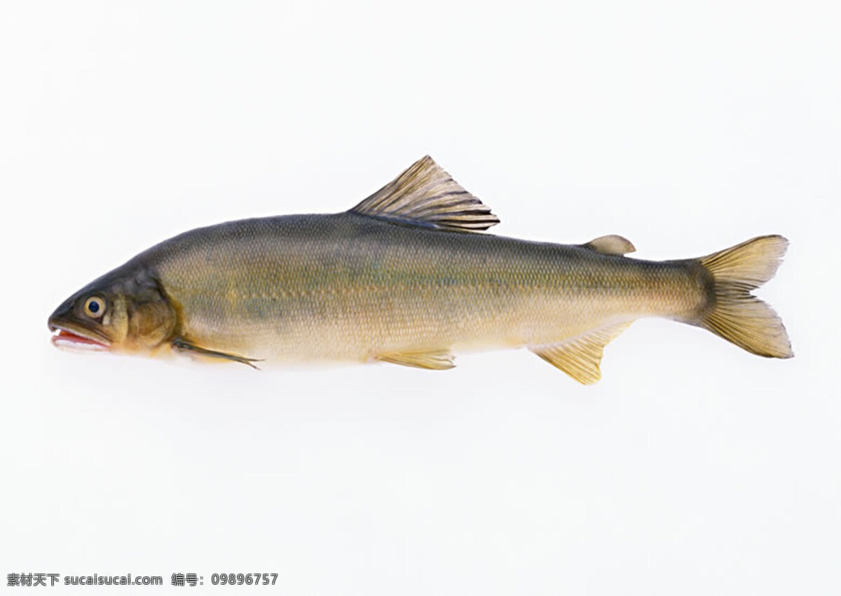 魚 300 摄影图库 生物世界 鱼类 魚類 攝影圖庫