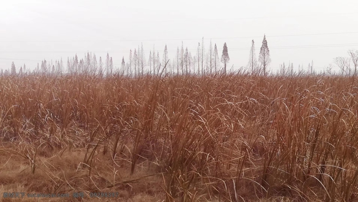 枯黄的野草 枯黄 野草 冬天 美景 风光 自然景观 自然风景
