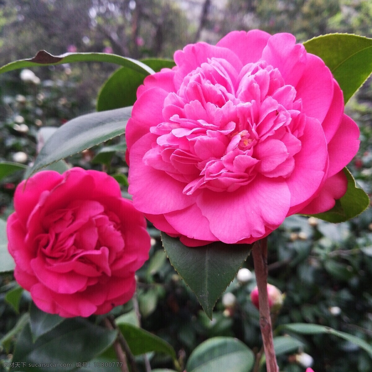 粉红色 山茶花 花朵 鲜花 花园 花场 花卉 花草 花海 花骨朵 茶花 生物世界