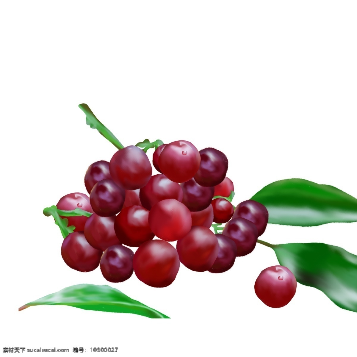 一串红 提 图案 元素 红提 水果 葡萄 绿叶 葡萄图案 设计元素 手绘图案 手绘元素 免抠元素 生物静物